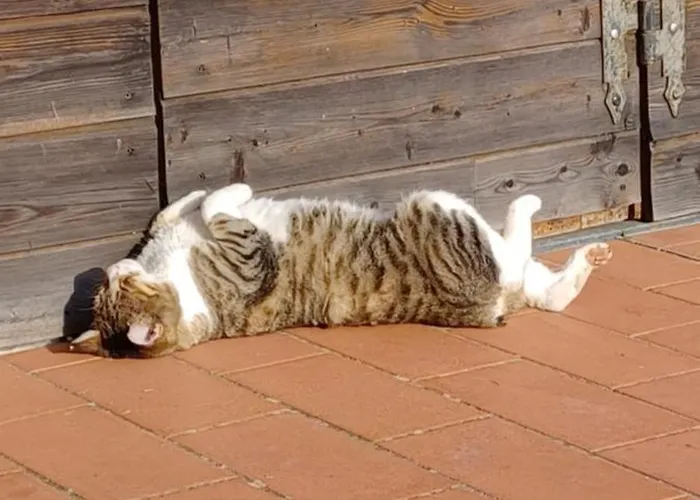 La Casa Stregatta 3*